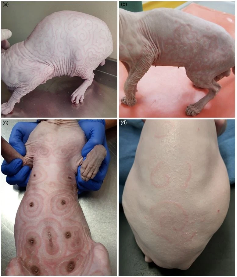 Rumień u każdego kota wygląda nieco inaczej. Schorzenie charakteryzuje się jednak wyjątkowymi, owalnymi kształtami na skórze