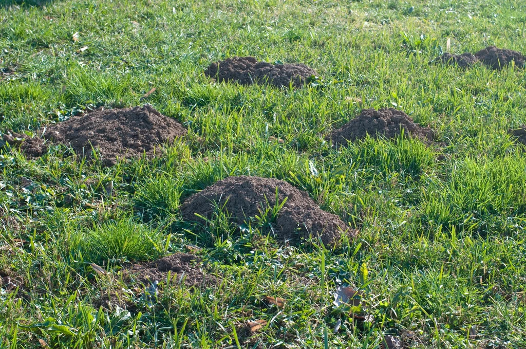 Kret w ogrodzie? Są na to sposoby