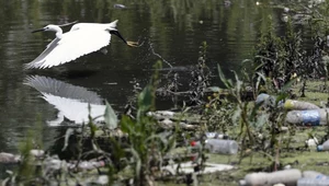 Serbskie ścieki. Sawa zatruta zanieczyszczeniami z Belgradu