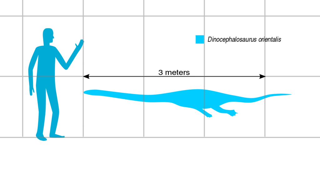 Dinocefalozaur osiągał około 3 metrów długości. Miał długą szyję