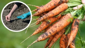 Zbliża się termin wysiewu marchewki. Znajomy ogrodnik podpowiada, jak dwukrotnie zwiększyć plony