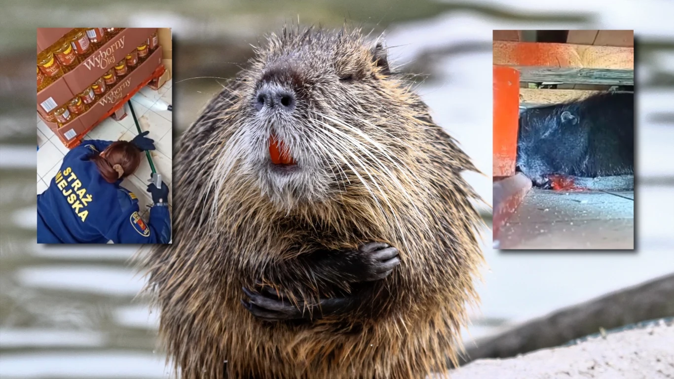 Do sklepu Biedronka w Łodzi zakradła się nutria. Zwierzę schowało się pod paletami i nie chciało wyjść. Na dodatek miało zraniony ogon Do sklepu Biedronka w Łodzi zakradła się nutria. Zwierzę schowało się pod paletami i nie chciało wyjść. Na dodatek miało zraniony ogon