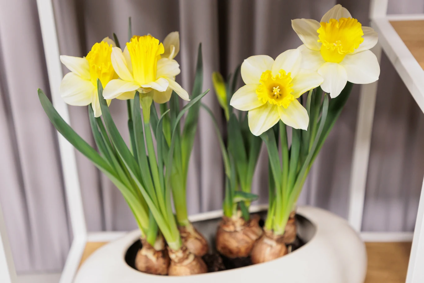 Jak dbać o żonkile w doniczce? Jak dbać o żonkile w doniczce?