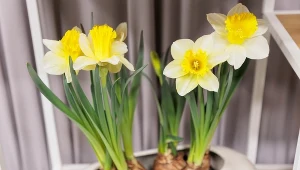 Zrób to, a żonkile bez problemu dotrwają do Wielkanocy i wypuszczą nowe pąki 