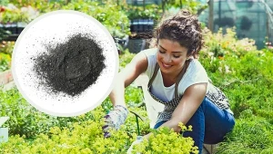 Pomidory i ogórki obrodzą w tym sezonie jak nigdy. Wystarczy, że dodasz to do ziemi