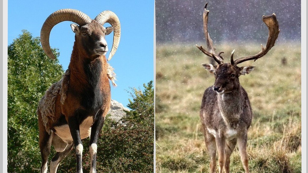 Muflon i daniel to zwierzęta polskiej fauny od setek lat. Kto pamięta jeszcze, że obce? (fot. 	Padbol57)