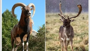 Muflon i daniel to zwierzęta polskiej fauny od setek lat. Kto pamięta jeszcze, że obce? (fot. 	Padbol57)