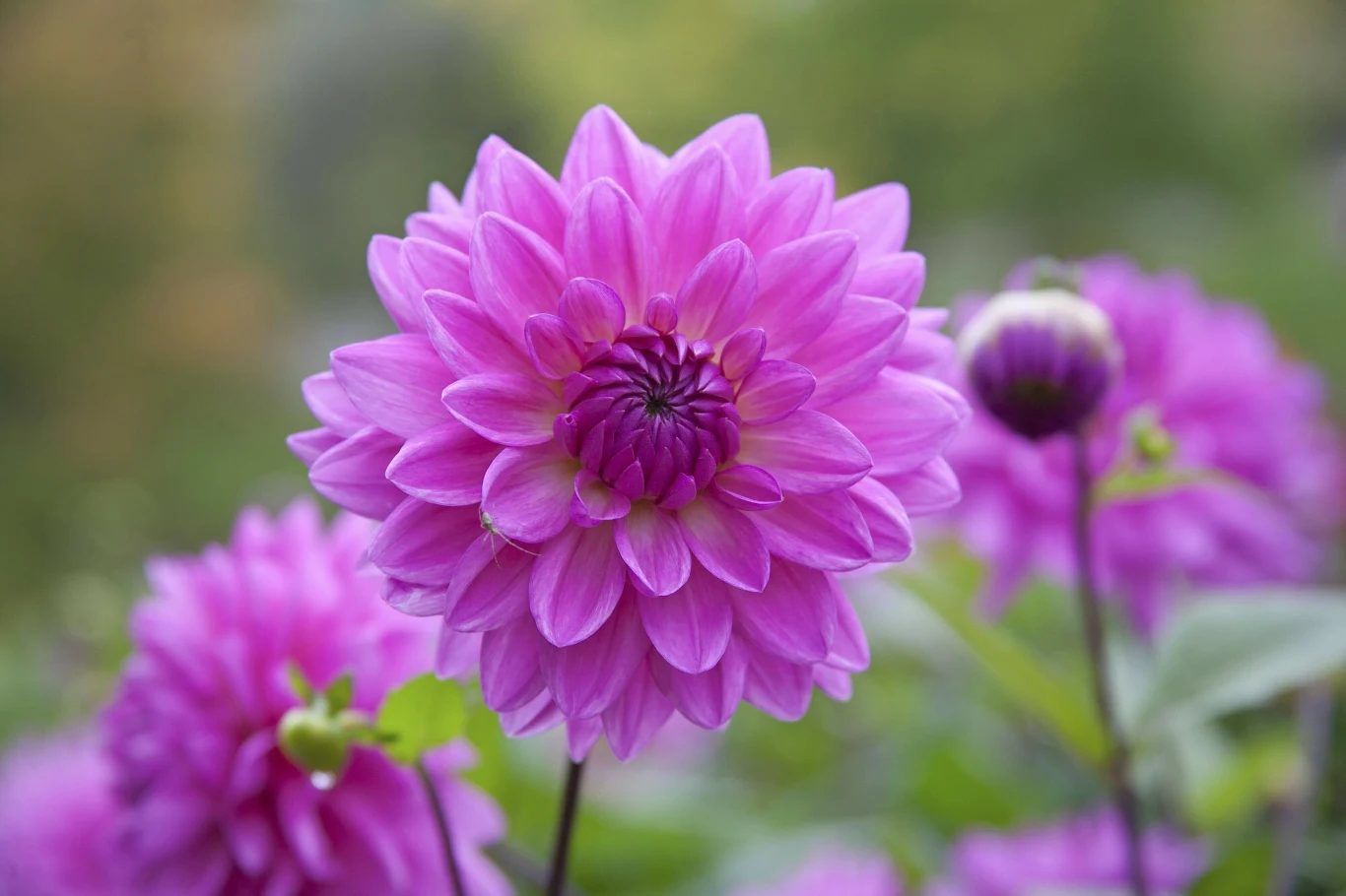 Kiedy można zacząć sadzenie dalii? Kiedy można zacząć sadzenie dalii?