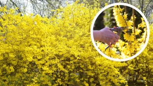 Przycinaj forsycje tylko w ten sposób, a będą najpiękniejsze w okolicy. Sąsiadki zzielenieją z zazdrości