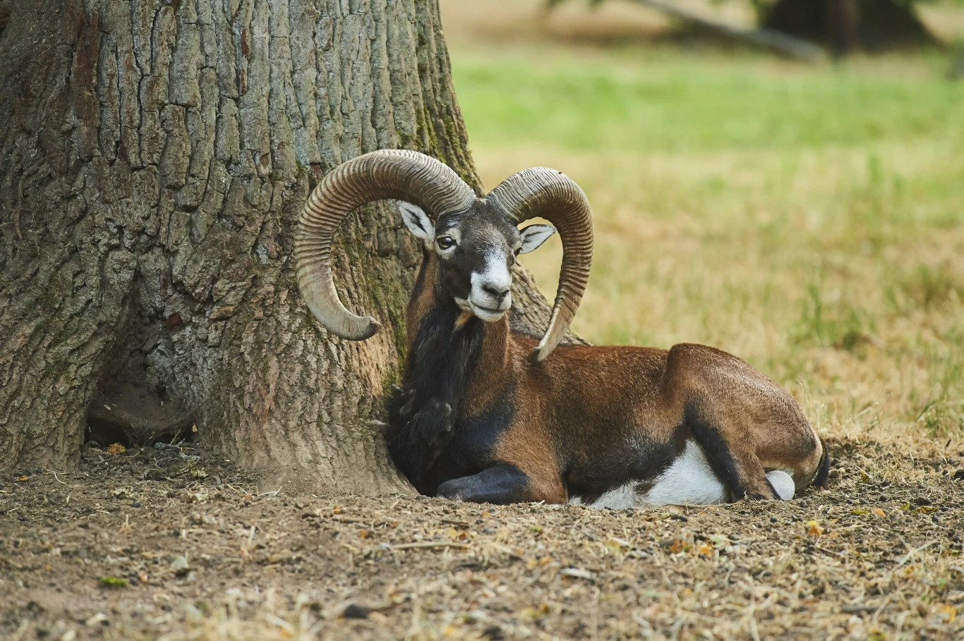Muflony występują głównie w południowej Polsce