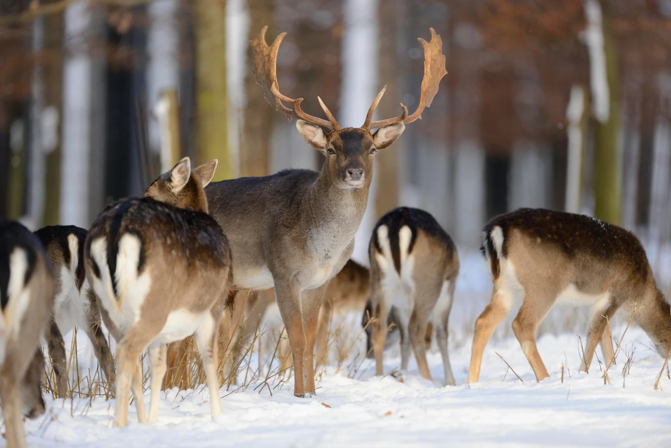 Daniel to ciepłolubny gatunek z Bliskiego Wschodu, który świetnie przystosował się do warunków w Europie