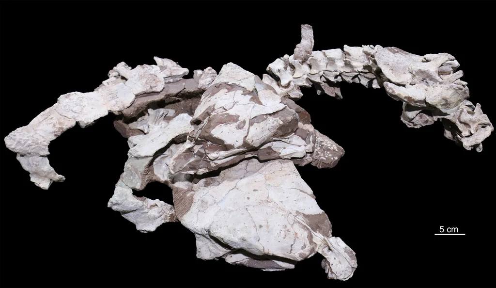 Fragment szkieletu ankylozaura nazwanego Datai yingliangis