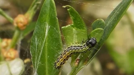 Kup ten produkt za kilkadziesiąt groszy. Ćma bukszpanowa zniknie raz na zawsze