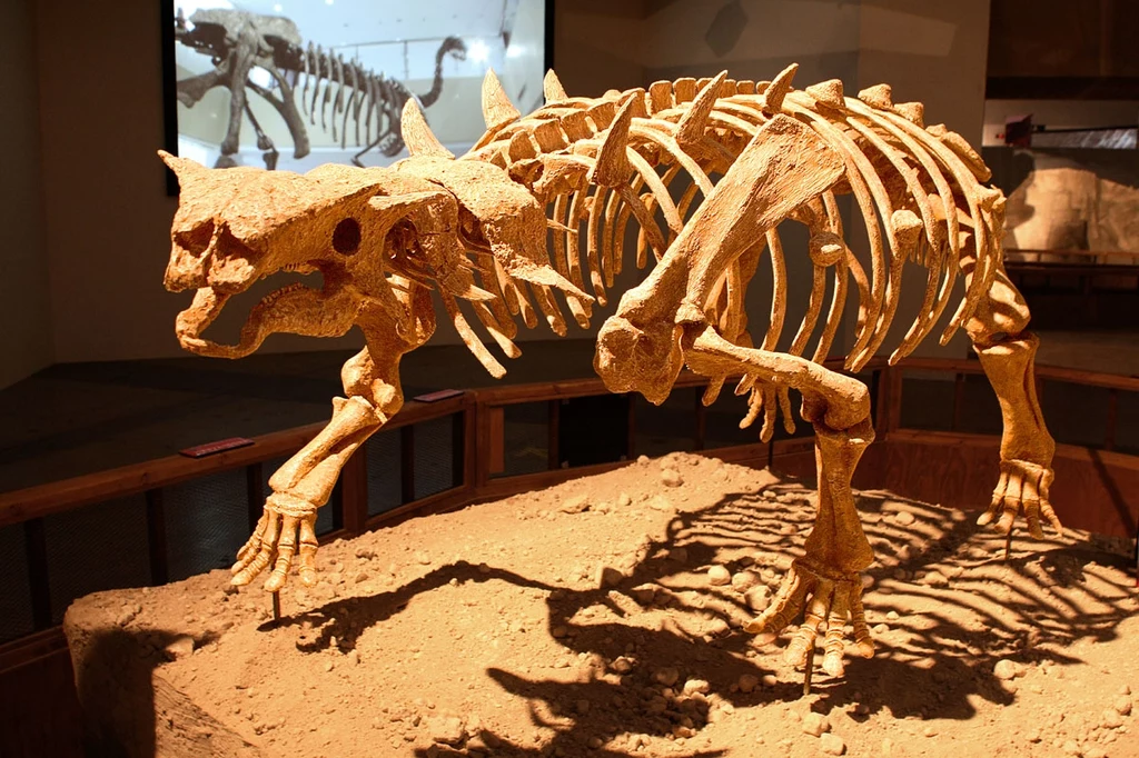 Szkielet azjatyckiego pinakozaura, z którym Datai yingliangis był spokrewniony. Widać wystające z ciała rogi