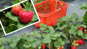 Pamiętaj o tym w marcu, a latem truskawki obsypią się milionem owoców. Sąsiedzi będą ci zazdrościć