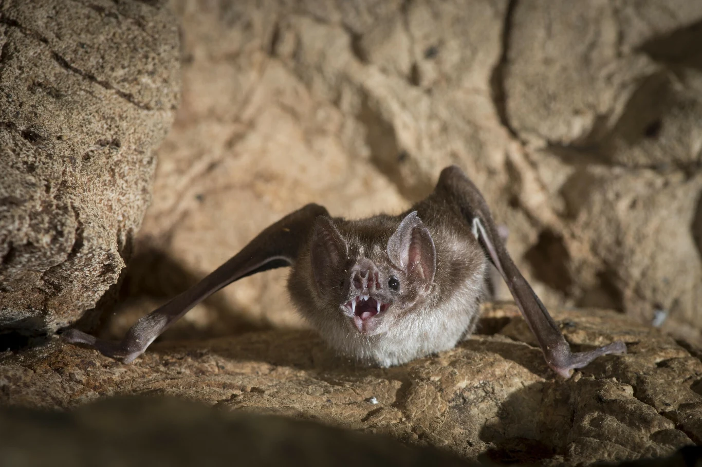Wampir zwyczajny to nietoperz słabo latający, raczej piechur Wampir zwyczajny to nietoperz słabo latający, raczej piechur