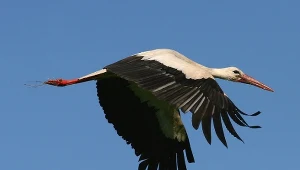 Bociany dostosowały się do nowych warunków. Nagle przestały odlatywać