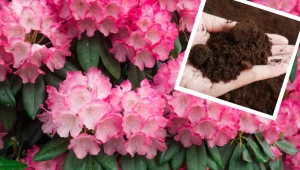 Liście rododendronu brązowieją po zimie? Uratujesz go w ten sposób