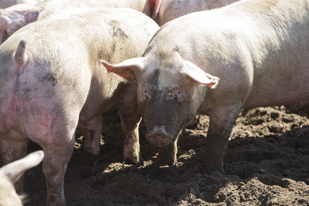 Zespół rozrodczo-oddechowy świń powoduje zaburzenia w rozrodzie i chorobę układu oddechowego u świń (niezależnie od ich wieku)