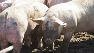 Modyfikacja genetyczna świń. Mięso ma trafić niedługo do sprzedaży