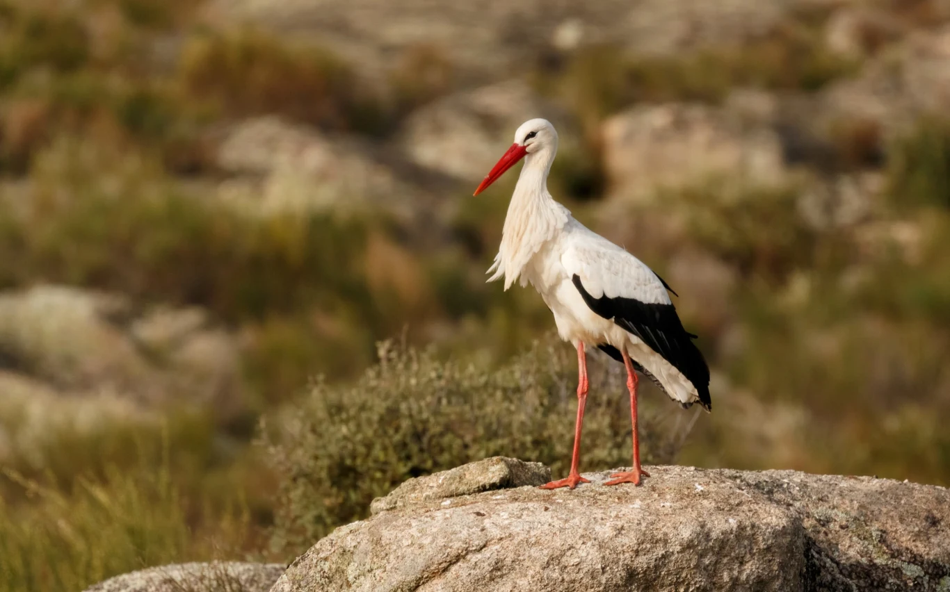 Dane z nadajników GPS wskazują, że przynajmniej część bocianów zatrzymała się w Afryce. Jeszcze nie chcą wracać do Polski
