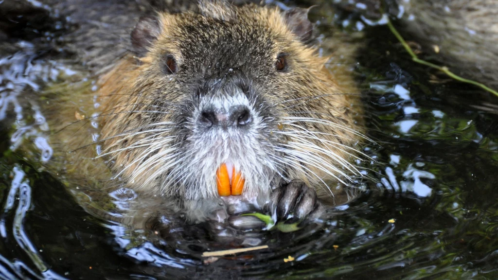 Nutrie - nazywane także szczurobobrami - są w Polsce gatunkiem inwazyjnym. Coraz szybciej się rozprzestrzeniają