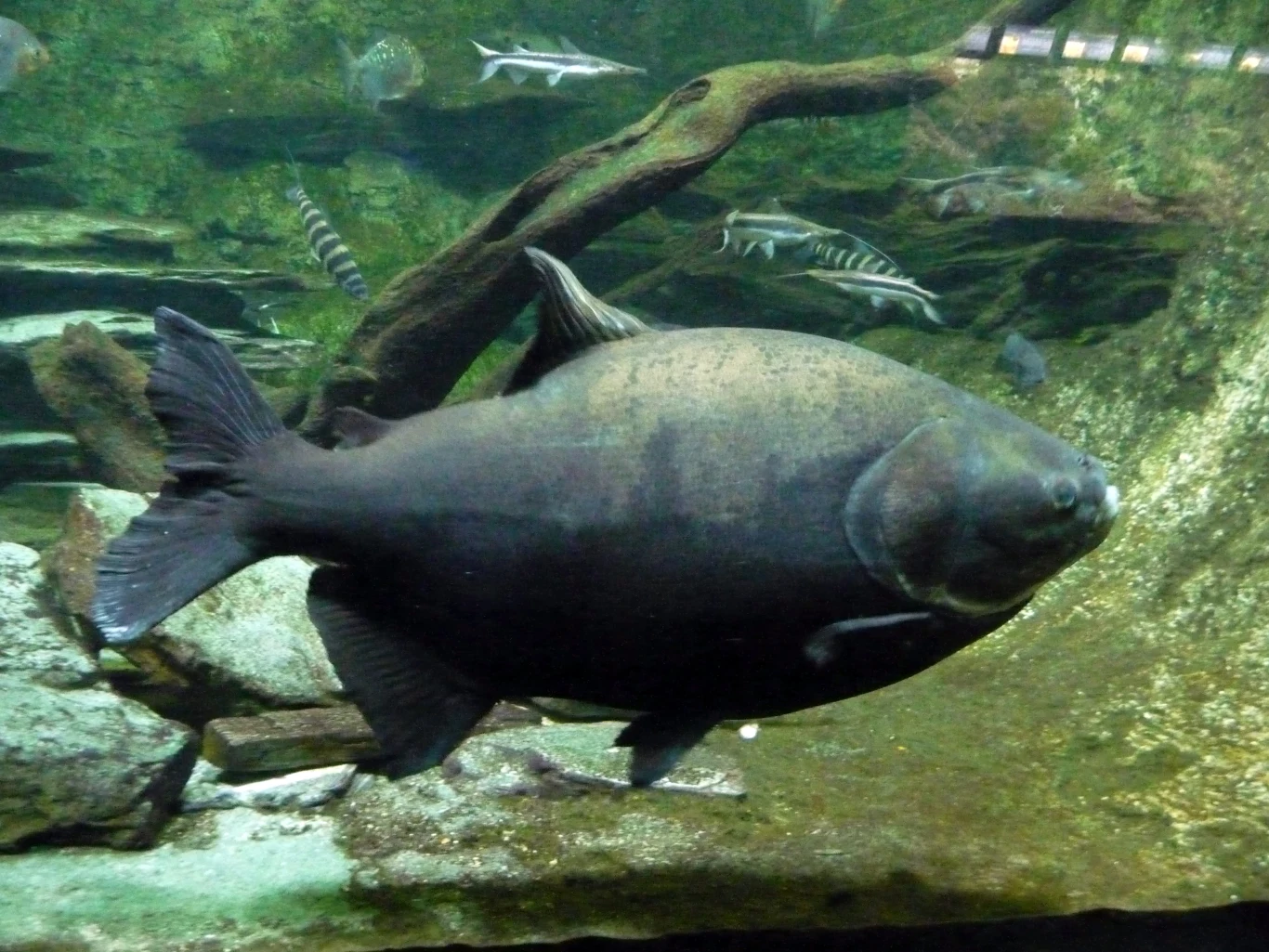 Pirapitinga potrafi osiągnąć spore rozmiary. Nawet ponad 20 kg wagi