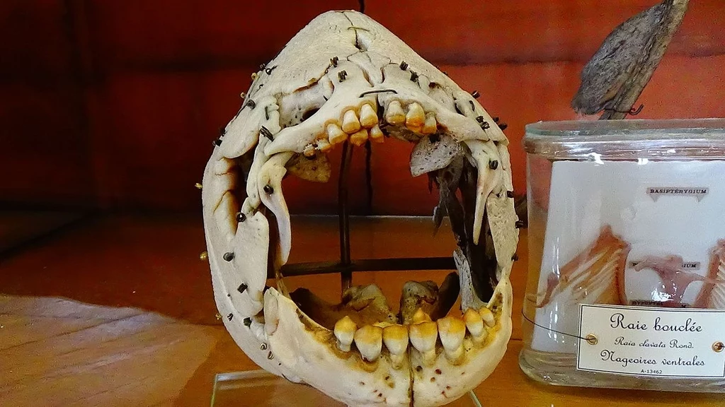 Pirapitinga ma potężne zęby. Służą one do zgniatania nasion i orzechów, ale o pancerzy skorupiaków