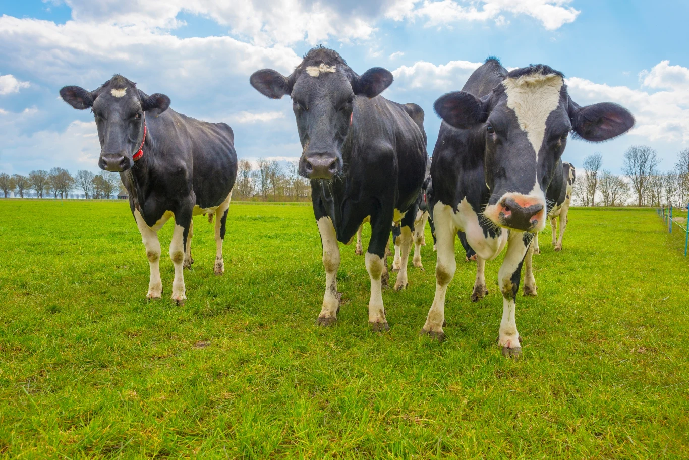 Polska wołowina jest przeznaczana głównie na eksport (75 proc. produkcji) Polska wołowina jest przeznaczana głównie na eksport (75 proc. produkcji)