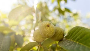 Jabłoń nie pochodzi z Polski. Zaskakujące gatunki obce w naszym kraju 