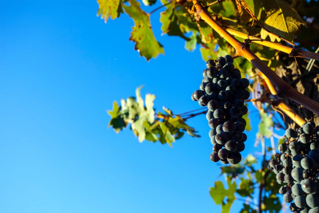 Popularna winorośl winna to gatunek obcy w polskiej przyrodzie