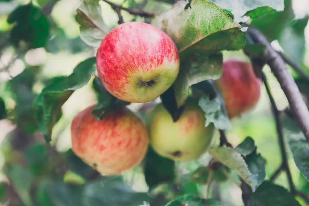 Jabłoń domowa to nieinwazyjny w Polsce gatunek obcy