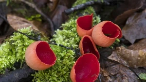 Te grzyby można już znaleźć w lesie. W smaku przypominają rzodkiewkę