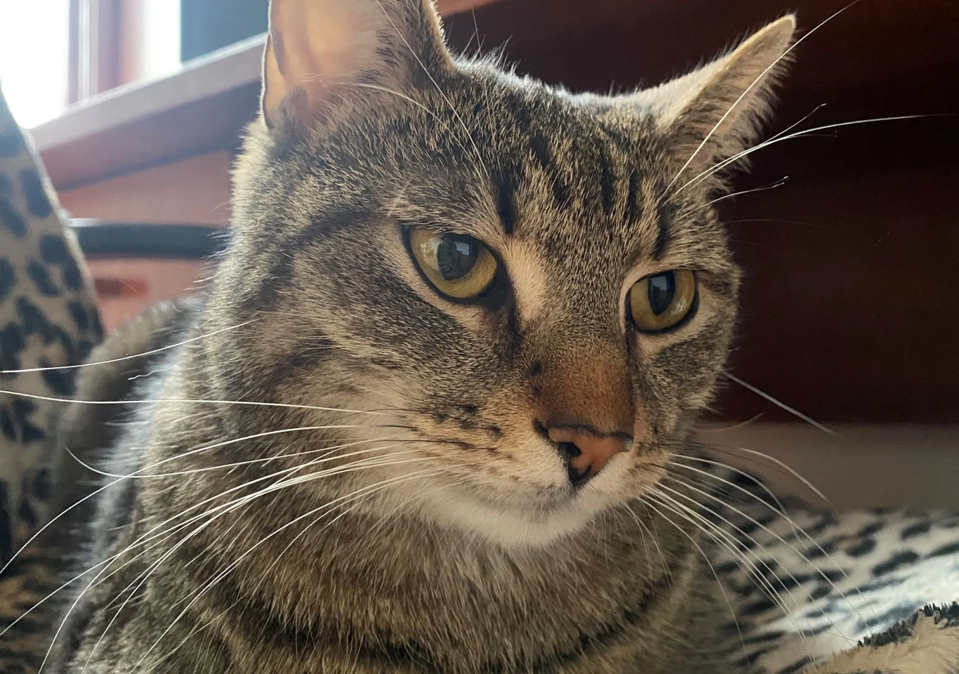 Podatek od kota. Za brak zapłaty aż 430 zł kary. Podatek od kota. Za brak zapłaty aż 430 zł kary.