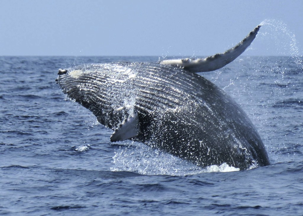 Wyskakujący z wody humbak. Wzrost temperatury oceanów to problem dla tych morskich ssaków