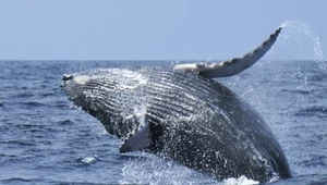 Upały zabijają tyle wielorybów, co wielorybnicy. Olbrzymy nie dają rady