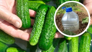 Ogórki urosną duże, jak nigdy. Wystarczą stare butelki