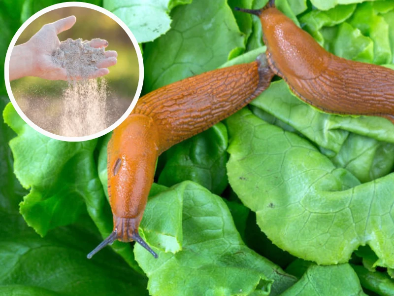 Popiół drzewny to jeden z najskuteczniejszych sposobów na walkę ze ślimakami w ogrodzie Popiół drzewny to jeden z najskuteczniejszych sposobów na walkę ze ślimakami w ogrodzie