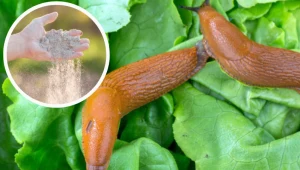 Wysyp to na grządkach, a ślimaki zawsze będą trzymać się z daleka