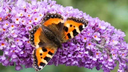 Budleja Dawida latem zachęci niejednego motyla do odwiedzin