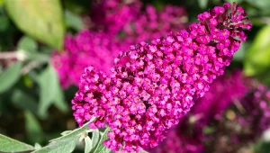 Ta roślina jest piękna, ale niebezpieczna. Polacy ją kochają, a może zniszczyć budynek