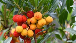 Posadź w donicy drzewo truskawkowe i ciesz się zimą jadalnymi owocami. Wszyscy będą ci zazdrościć