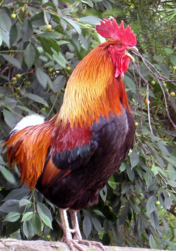 Kogut zielononóżki kuropatwianej najbardziej przypomina dzikiego przodka