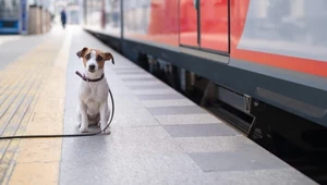 Pies pojedzie pociągiem za darmo. Nowe rozwiązanie na polskiej kolei