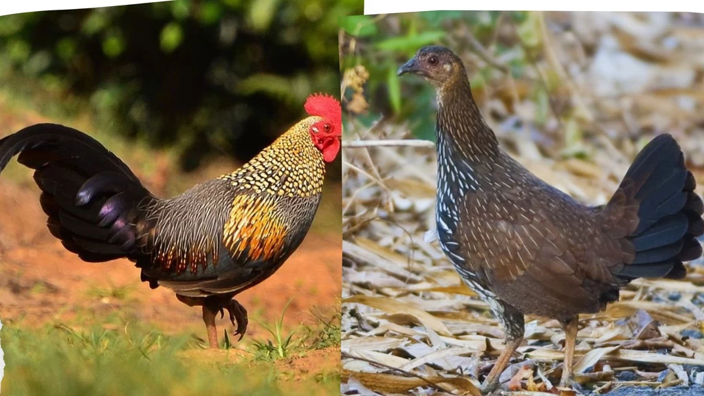 Samiec i samica kura siwego z Indii. Różnice są ogromne