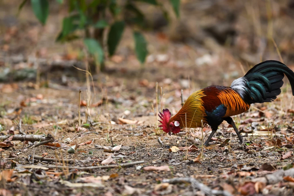Kogut kura bankiwa w rezerwacie Madhya Pradesh w Indiach. To przepiękny i płochliwy ptak