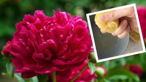 Wiosną zastosuj ten nawóz do piwonii. W maju będą uginać się od kwiatów