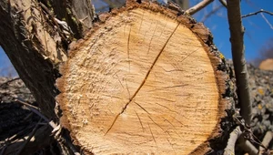 Kiedy możemy wyciąć drzewo bez zezwolenia? Oto obowiązujące przepisy 