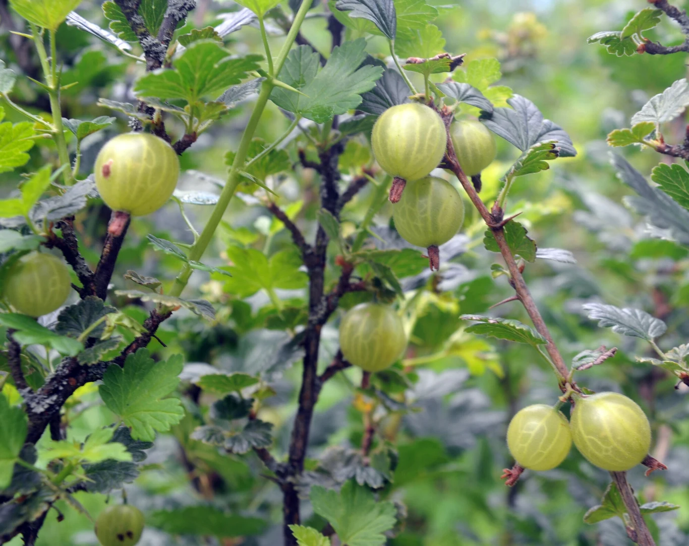 Jak zadbać o agrest, aby krzew wydał obfite plony? Jak zadbać o agrest, aby krzew wydał obfite plony?