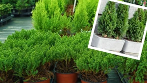 Chcesz uprawiać iglaki na balkonie i tarasie? Te odmiany najlepiej nadają się do sadzenia w skrzyniach